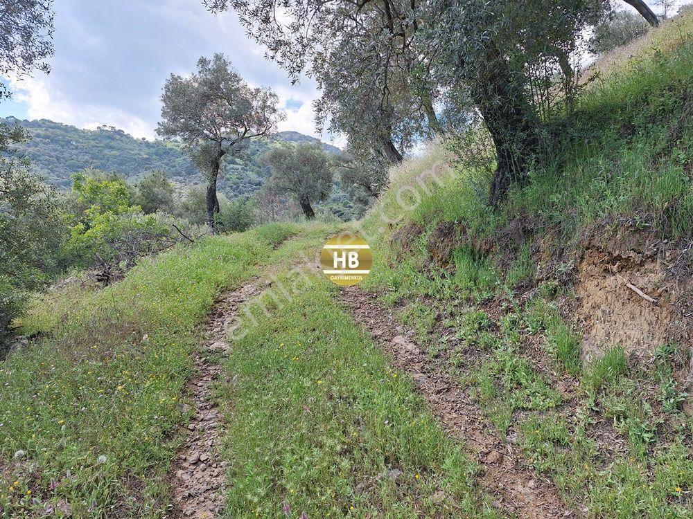 Hb'den Satılık Zeytinlik, Karaköy'de Geleceğe Yatırım Fırsatı - Görsel 6