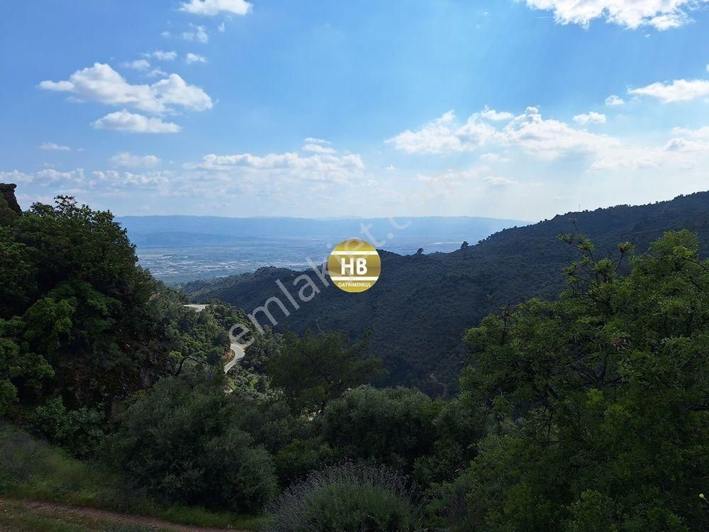 Hb'den Satılık Zeytinlik, Karaköy'de Geleceğe Yatırım Fırsatı - Görsel 25