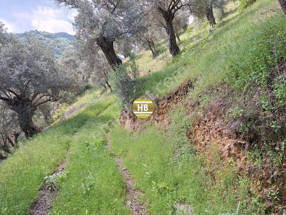 Hb'den Satılık Zeytinlik, Karaköy'de Geleceğe Yatırım Fırsatı - Görsel 2