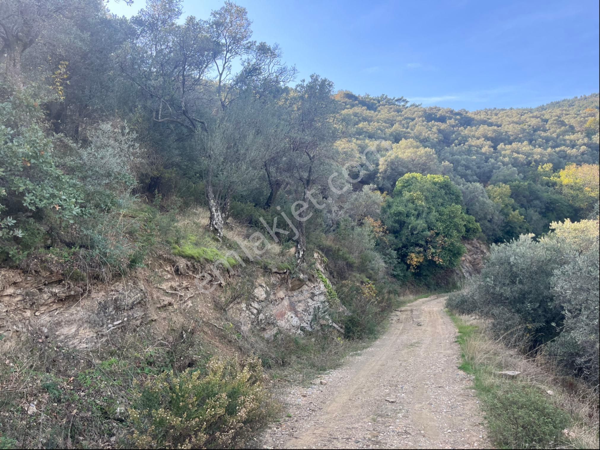 İzmir Bayındır Satılık Zeytinlik - Görsel 7
