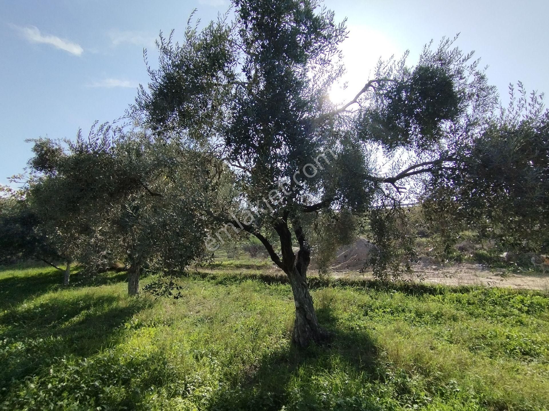 Ömerbeylide Köşe Parsel Müstakil Zeytin Ve İncir Bahçesi - Görsel 3