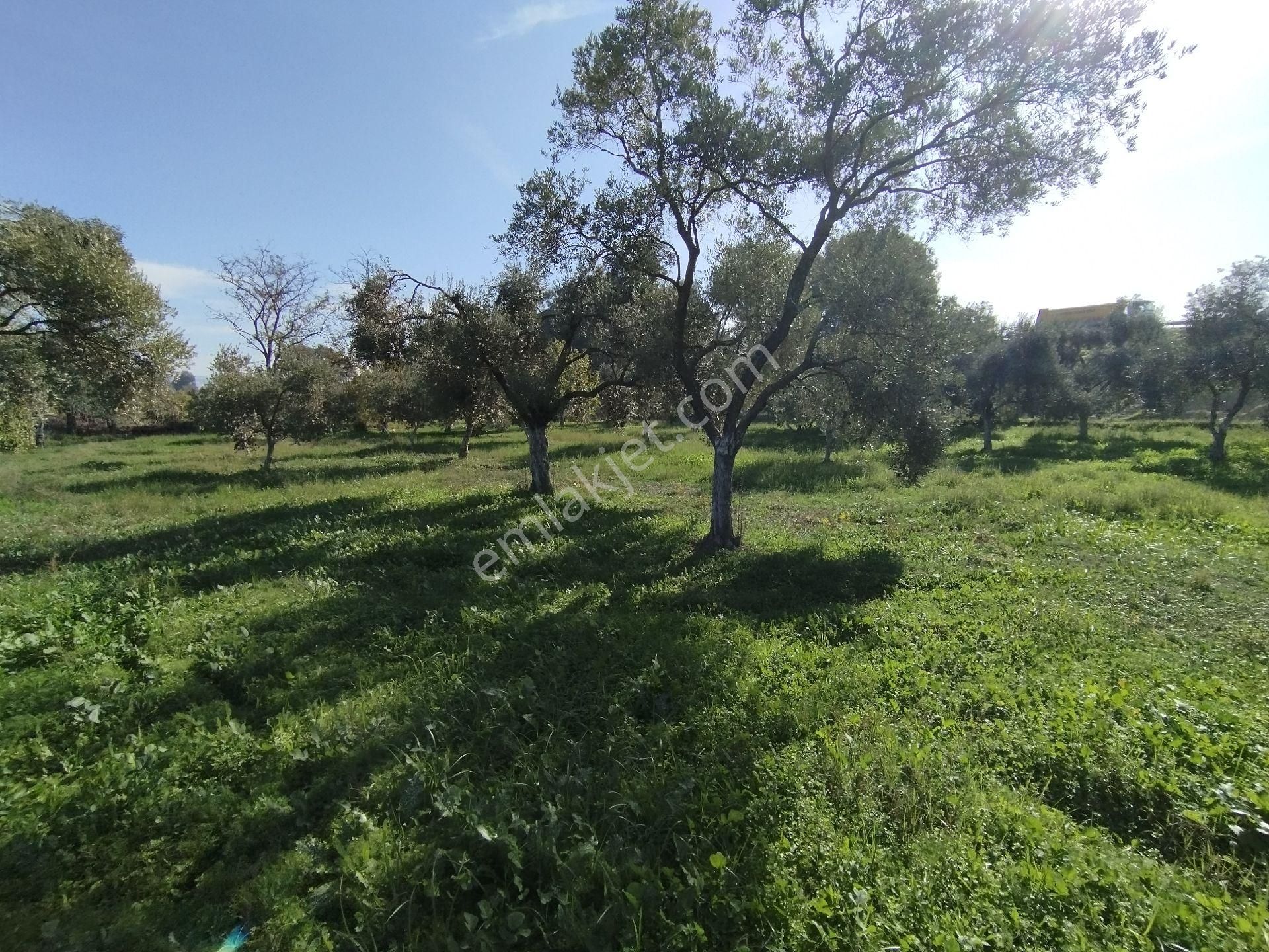 Ömerbeylide Köşe Parsel Müstakil Zeytin Ve İncir Bahçesi - Görsel 8