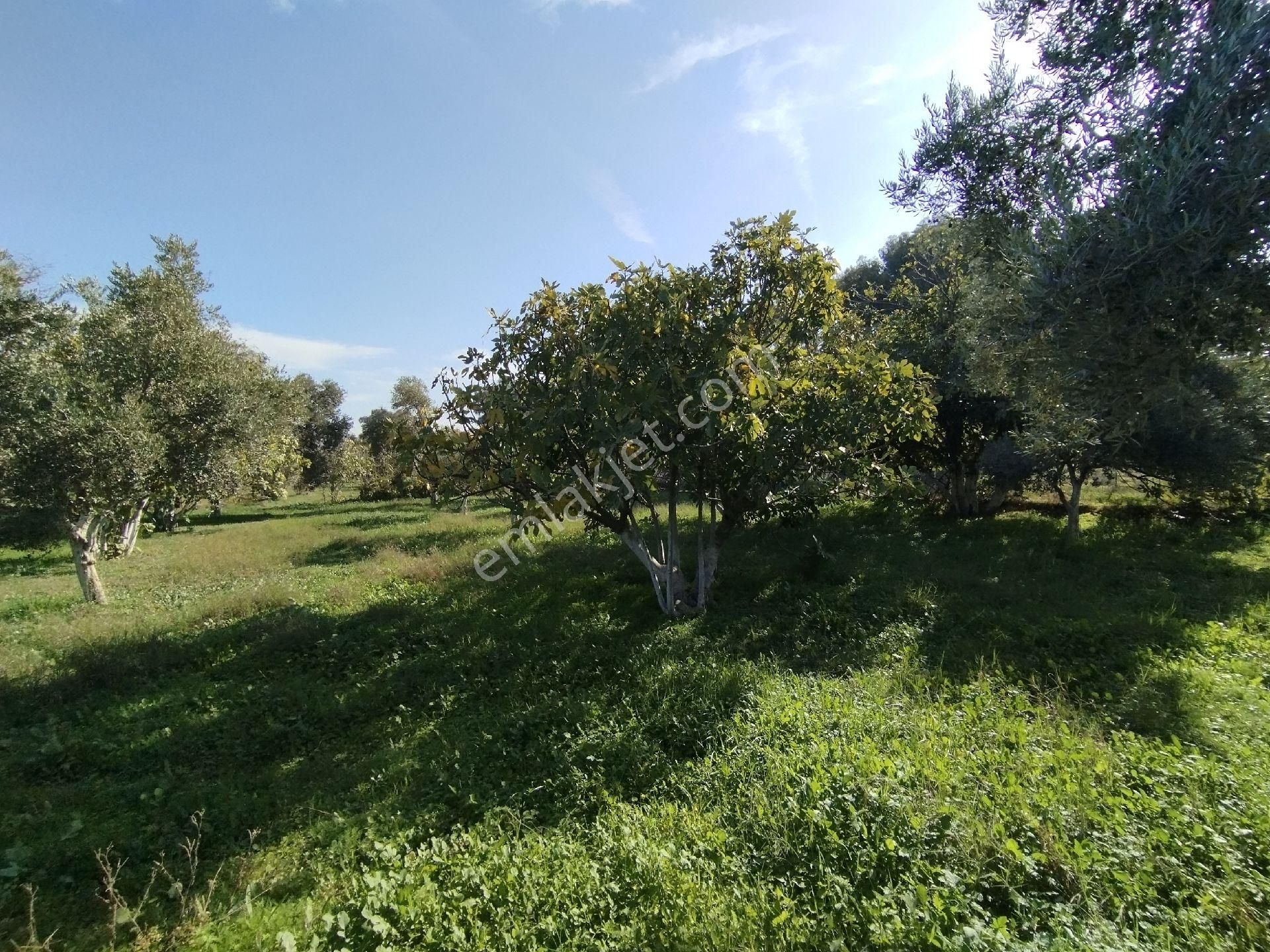 Ömerbeylide Köşe Parsel Müstakil Zeytin Ve İncir Bahçesi - Görsel 18