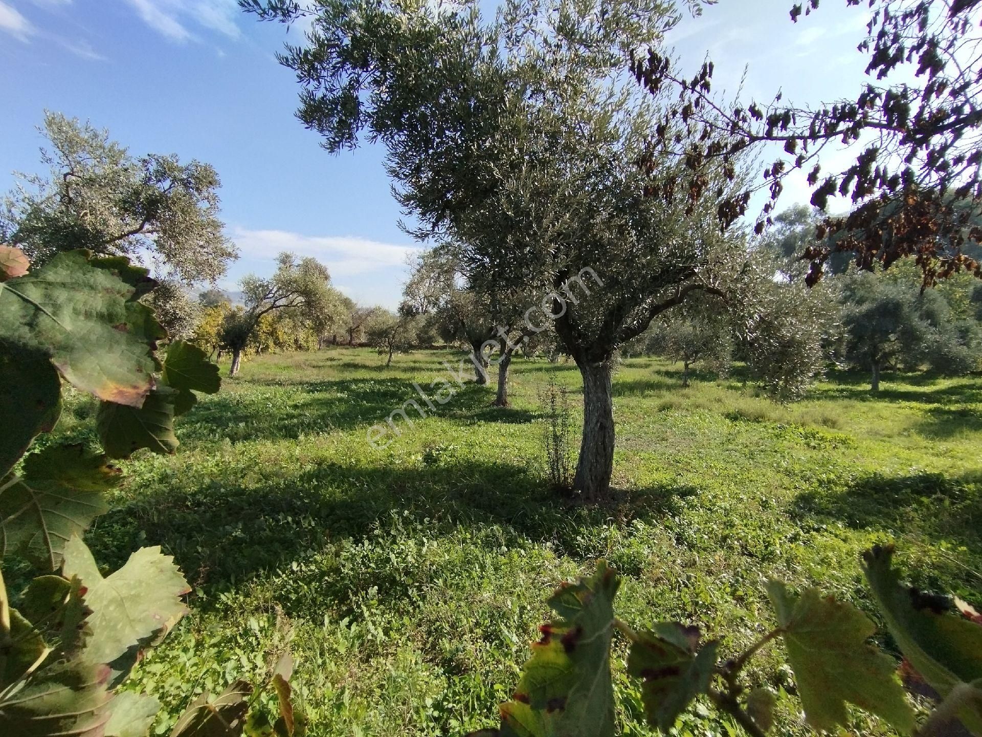 Ömerbeylide Köşe Parsel Müstakil Zeytin Ve İncir Bahçesi - Görsel 6