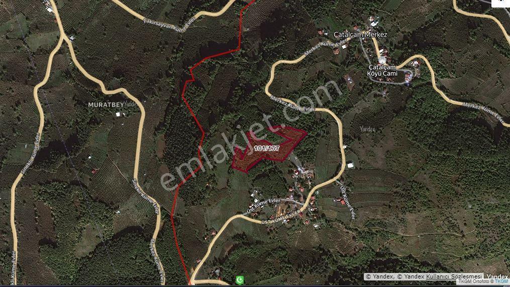 Akmanoğlu Emlak'tan Çatalçam Köyünde 1000 M2 Satılık Parsel Fındık Tarlası