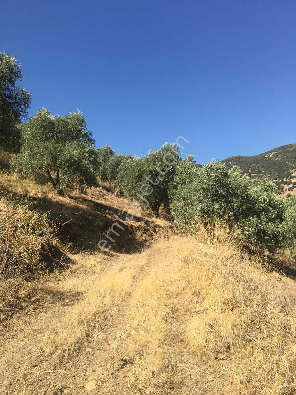 Aydın Bozdoğan Kavaklı Mahallesi'nde Yatırımlık Zeytinlik! - Görsel 8