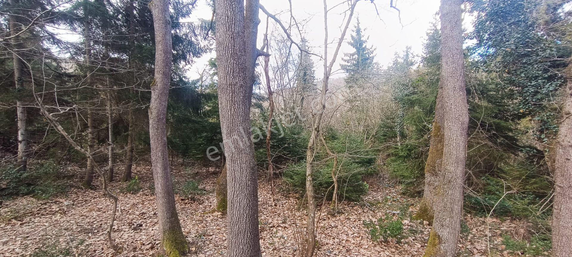 Kamer'den Ortahisar,aydınlı'da Satılık Arazi - Görsel 14