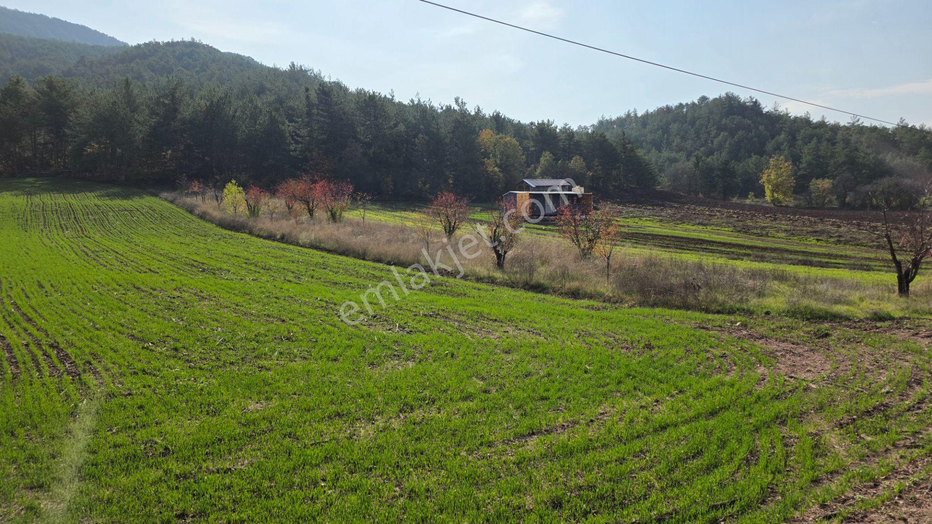 Gölpazarı Asfaltına Cepheli 800 M2 Yetişkin Kiraz Bahçesi Kaçmaz - Görsel 5