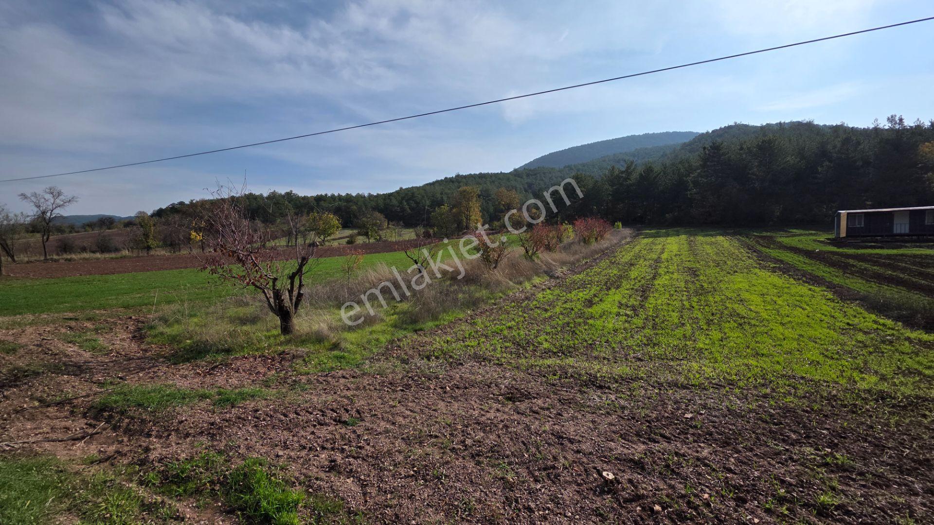 Gölpazarı Asfaltına Cepheli 800 M2 Yetişkin Kiraz Bahçesi Kaçmaz - Görsel 13