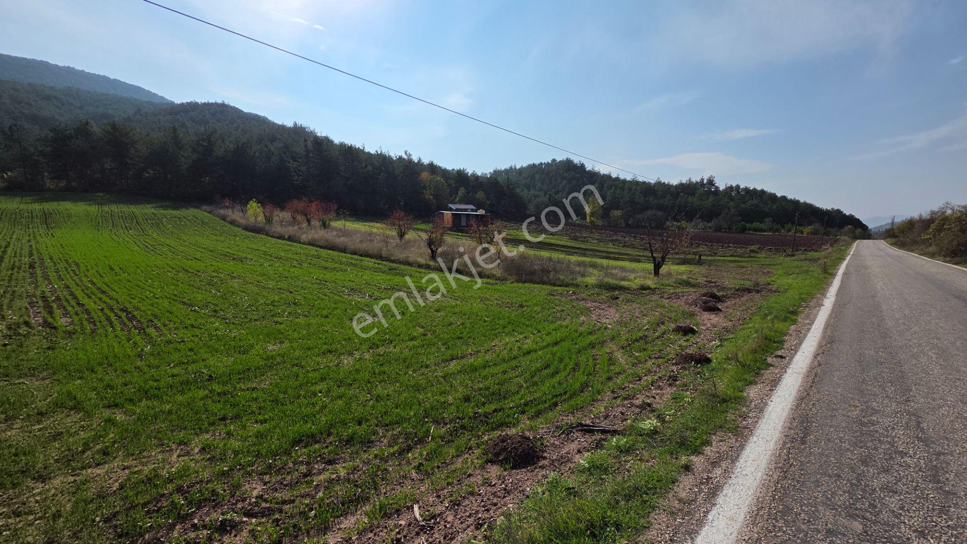 Gölpazarı Asfaltına Cepheli 800 M2 Yetişkin Kiraz Bahçesi Kaçmaz - Görsel 7