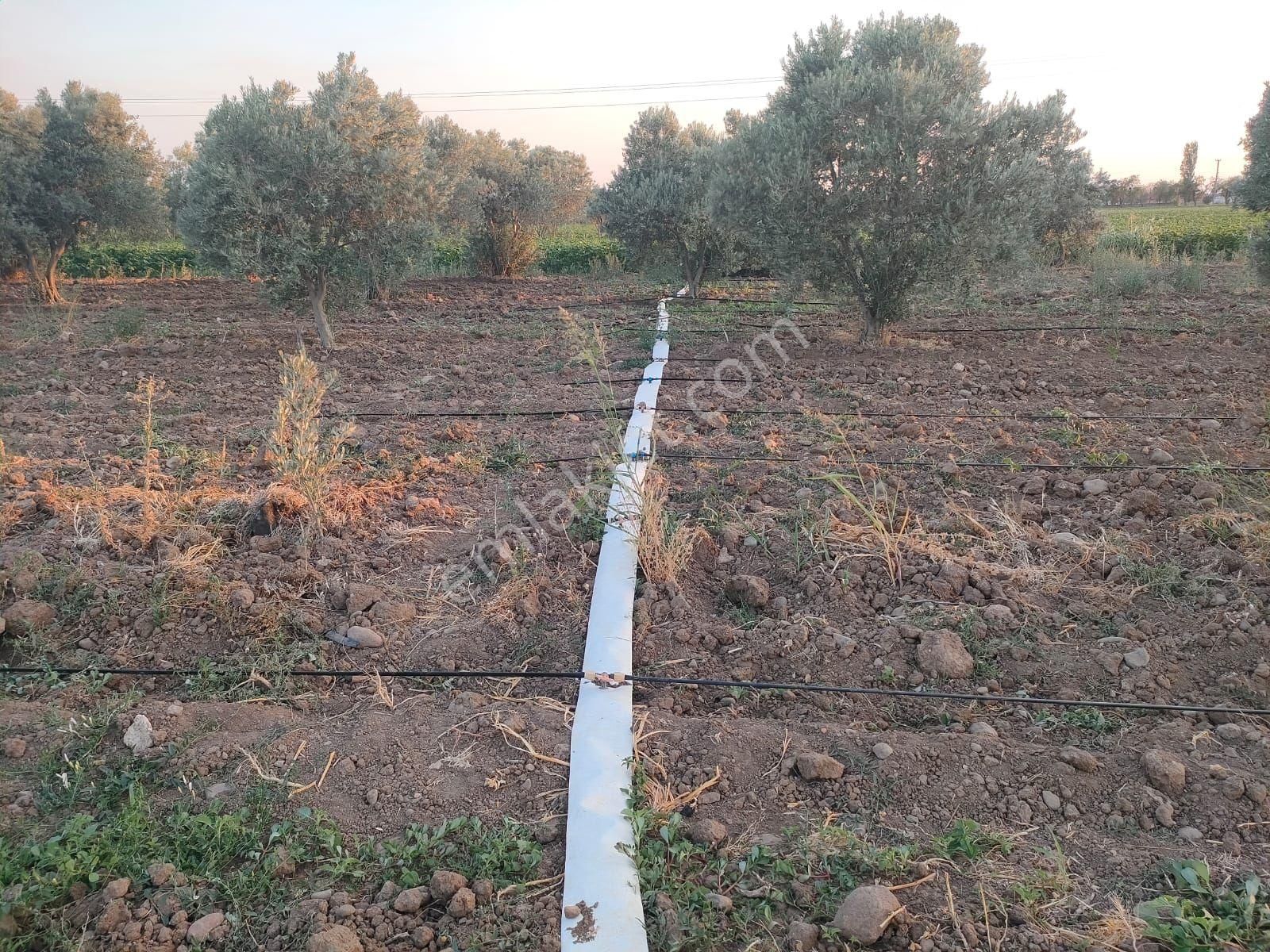 Bölcek Mah Satılık Zeytinlik - Görsel 3