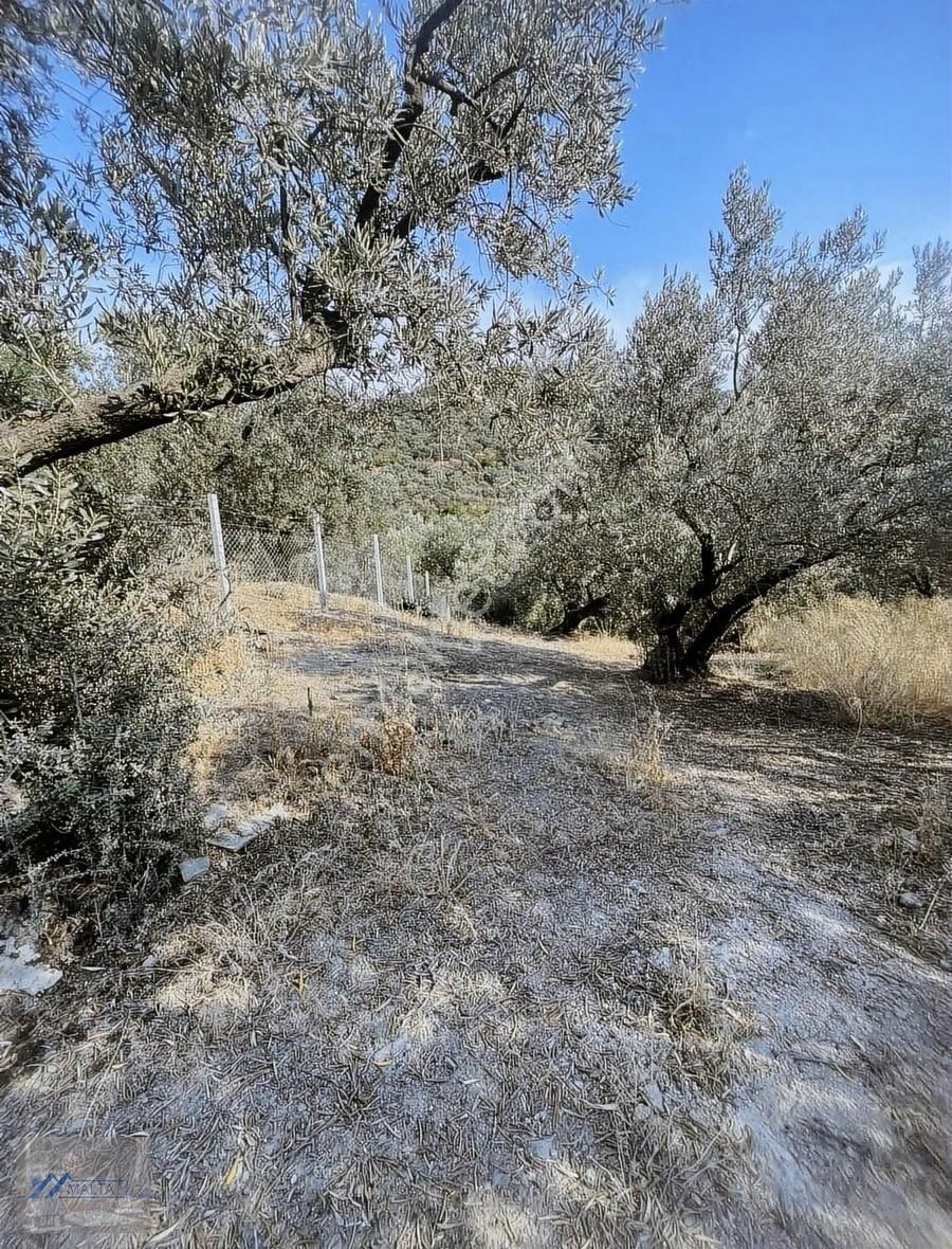 Malta'dan Deniz Manzaralı Resmî Yola Cephe Fırsat Zeytinlik - Görsel 4