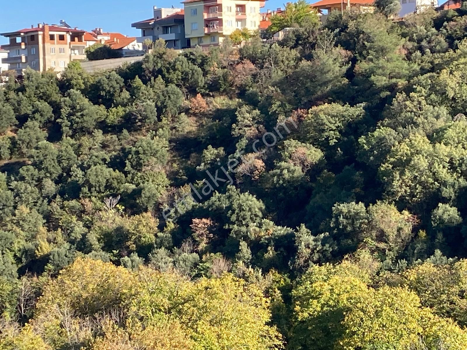 Karacasu Merkez İmar Dibi Zeytinlik 17.549 M2 - Görsel 10