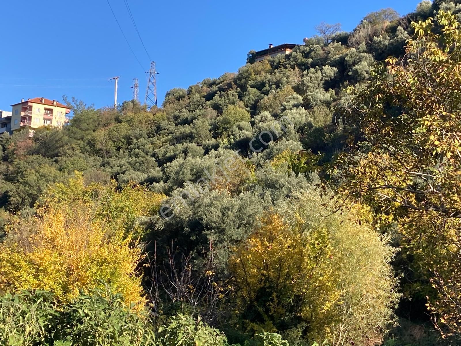 Karacasu Merkez İmar Dibi Zeytinlik 17.549 M2 - Görsel 8