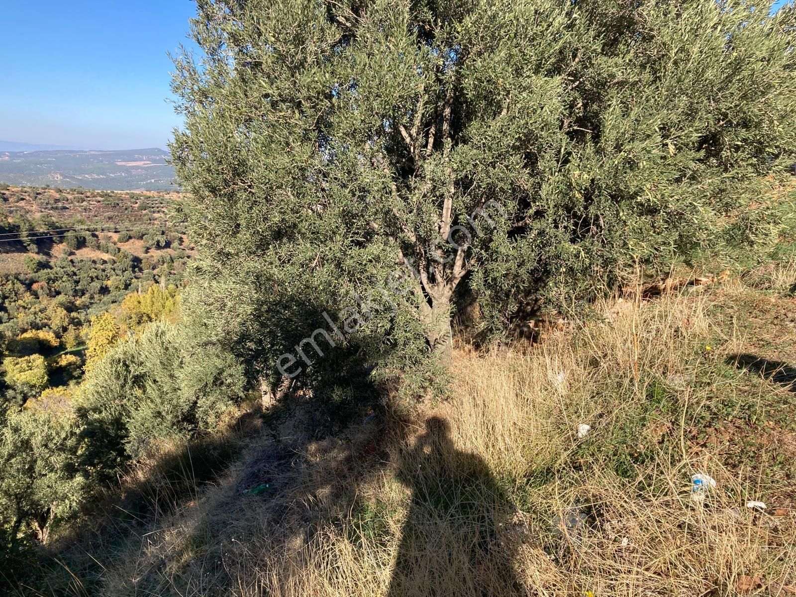 Karacasu Merkez İmar Dibi Zeytinlik 17.549 M2 - Görsel 11