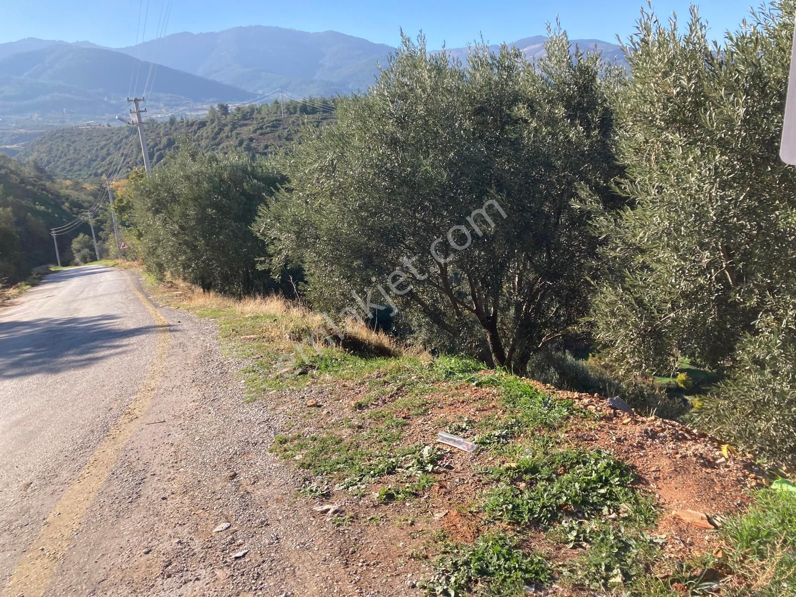 Karacasu Merkez İmar Dibi Zeytinlik 17.549 M2 - Görsel 6