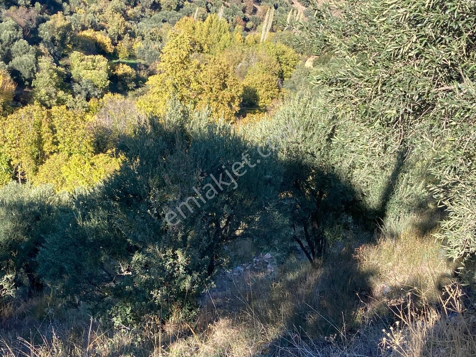 Karacasu Merkez İmar Dibi Zeytinlik 17.549 M2 - Görsel 4