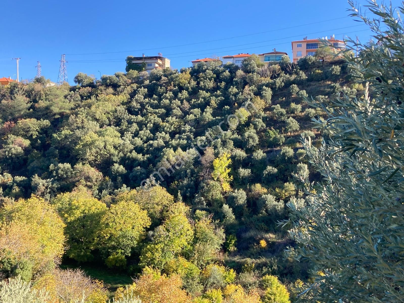 Karacasu Merkez İmar Dibi Zeytinlik 17.549 M2 - Görsel 7