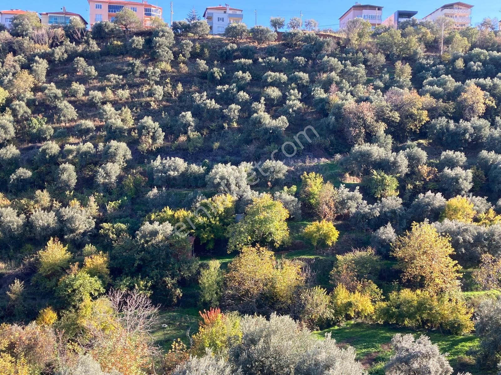 Karacasu Merkez İmar Dibi Zeytinlik 17.549 M2 - Görsel 13