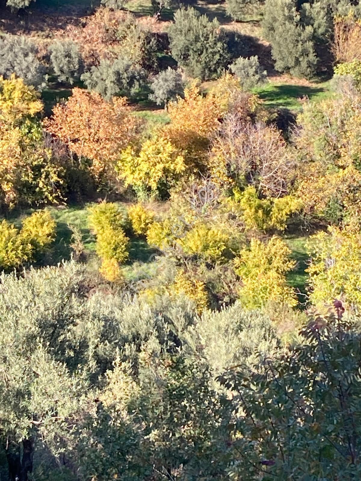 Karacasu Merkez İmar Dibi Zeytinlik 17.549 M2 - Görsel 12