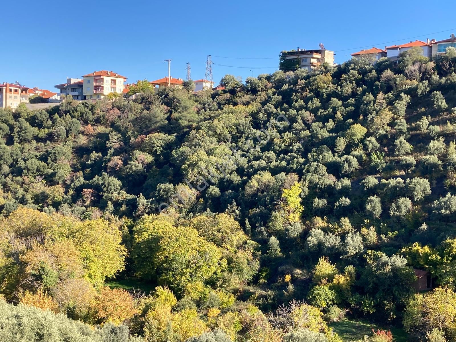 Karacasu Merkez İmar Dibi Zeytinlik 17.549 M2