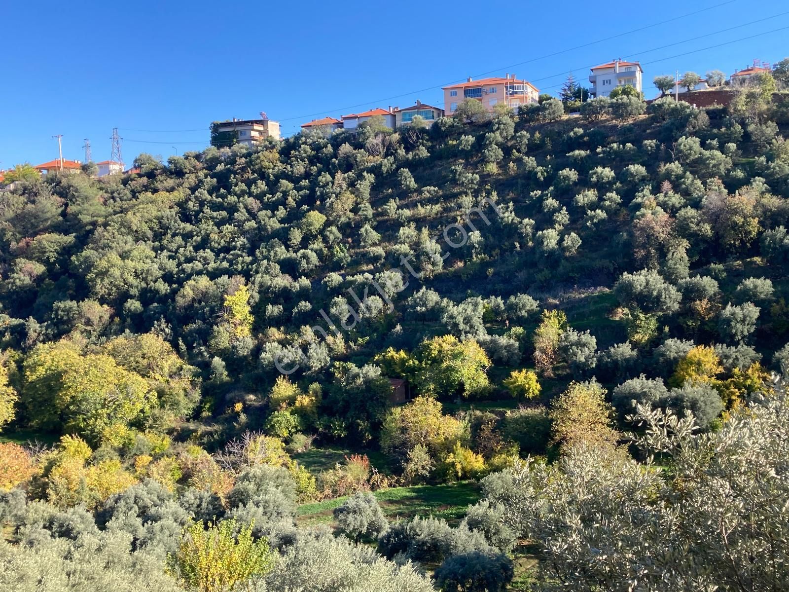 Karacasu Merkez İmar Dibi Zeytinlik 17.549 M2 - Görsel 3