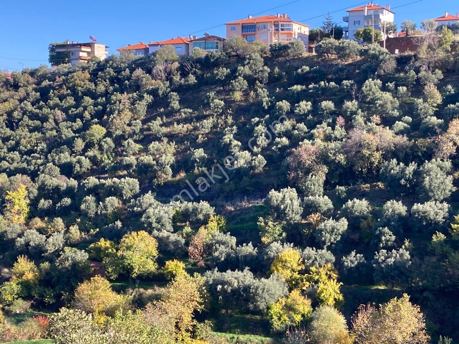 Karacasu Merkez İmar Dibi Zeytinlik 17.549 M2 - Görsel 9