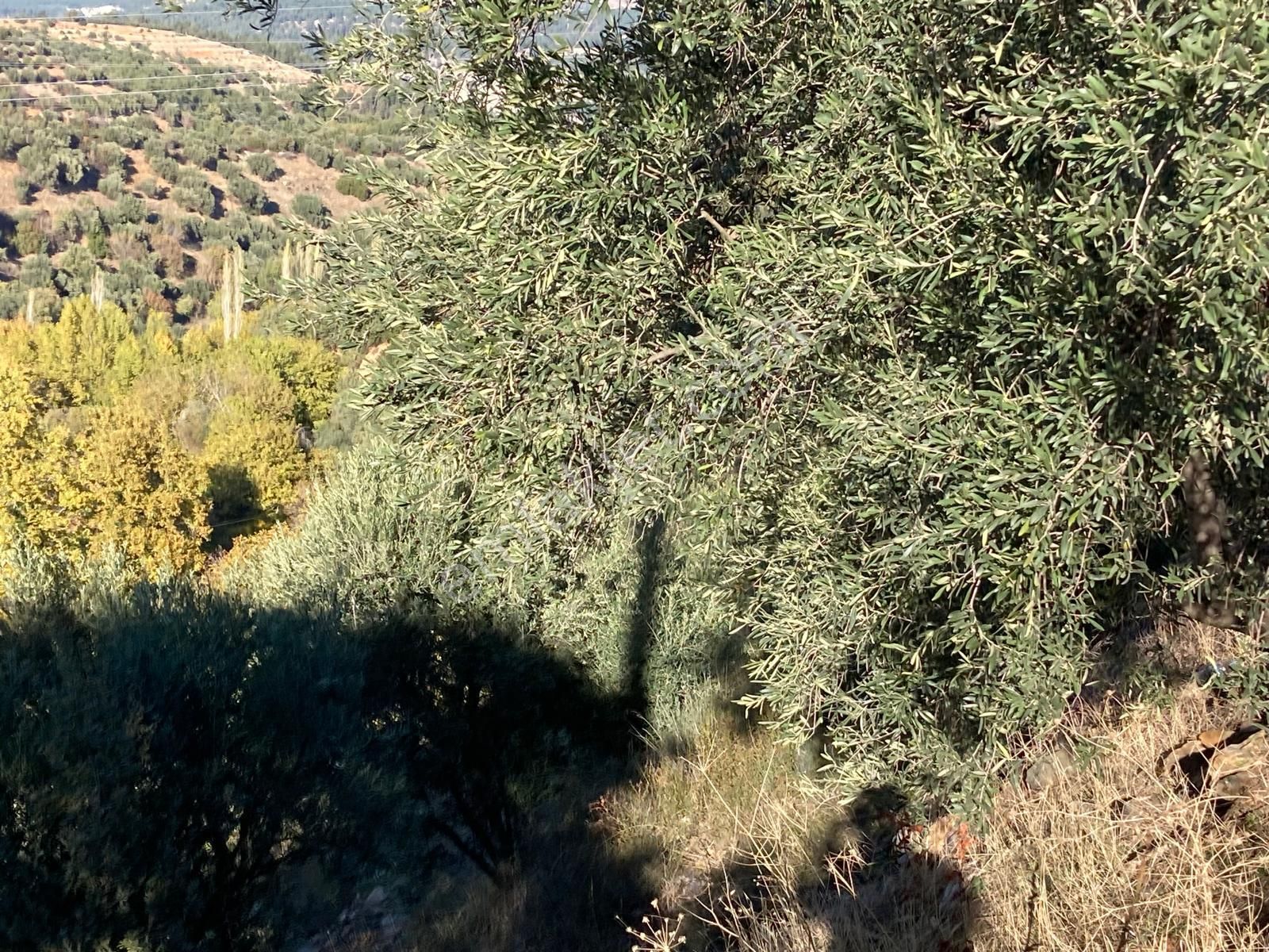 Karacasu Merkez İmar Dibi Zeytinlik 17.549 M2 - Görsel 5