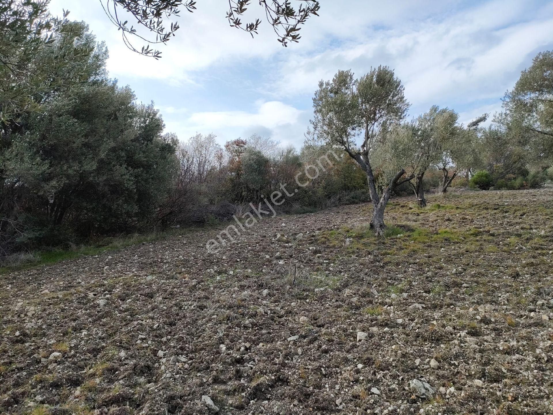 Maruflar Mah Satılık Zeytinlik - Görsel 6