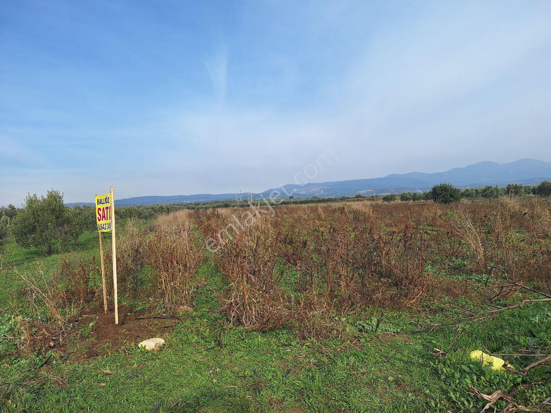 Manisa Turgutlu Musalaryeniköy De Satılık Tarla