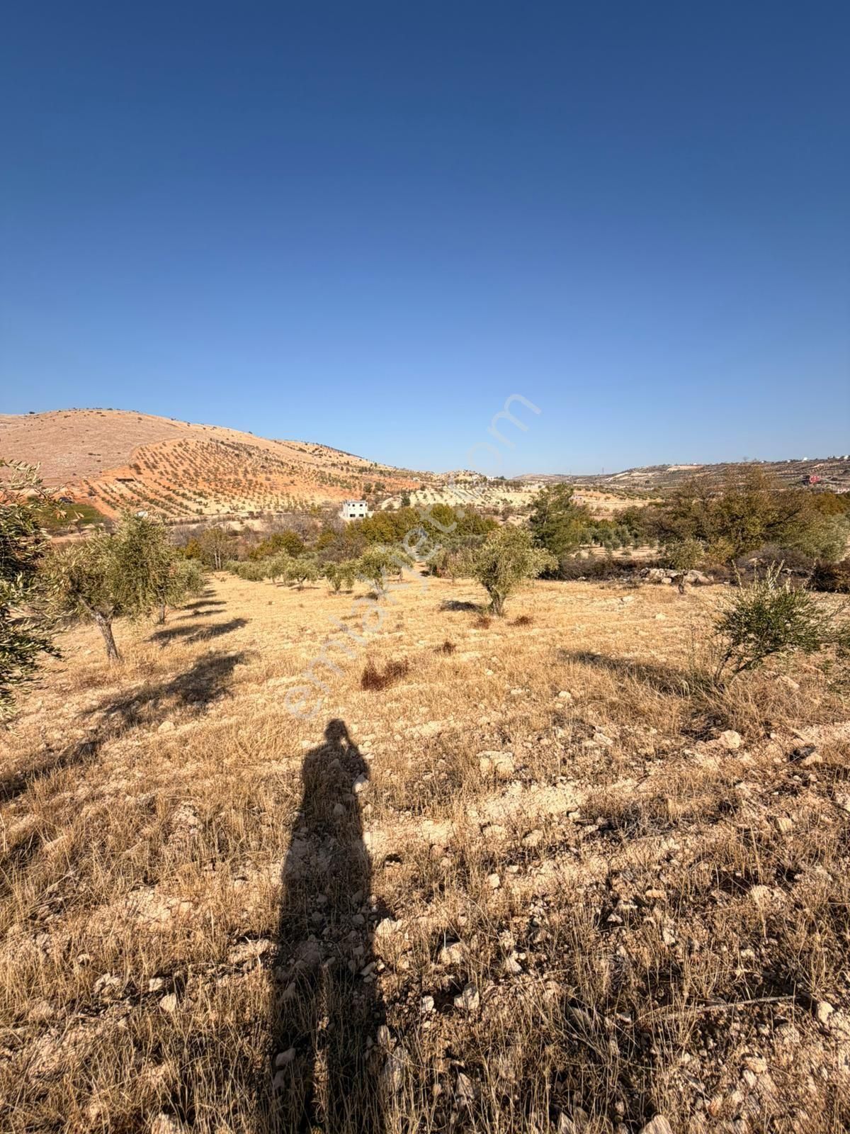 Lohan Cevizlide Satılık Zeytin - Görsel 8