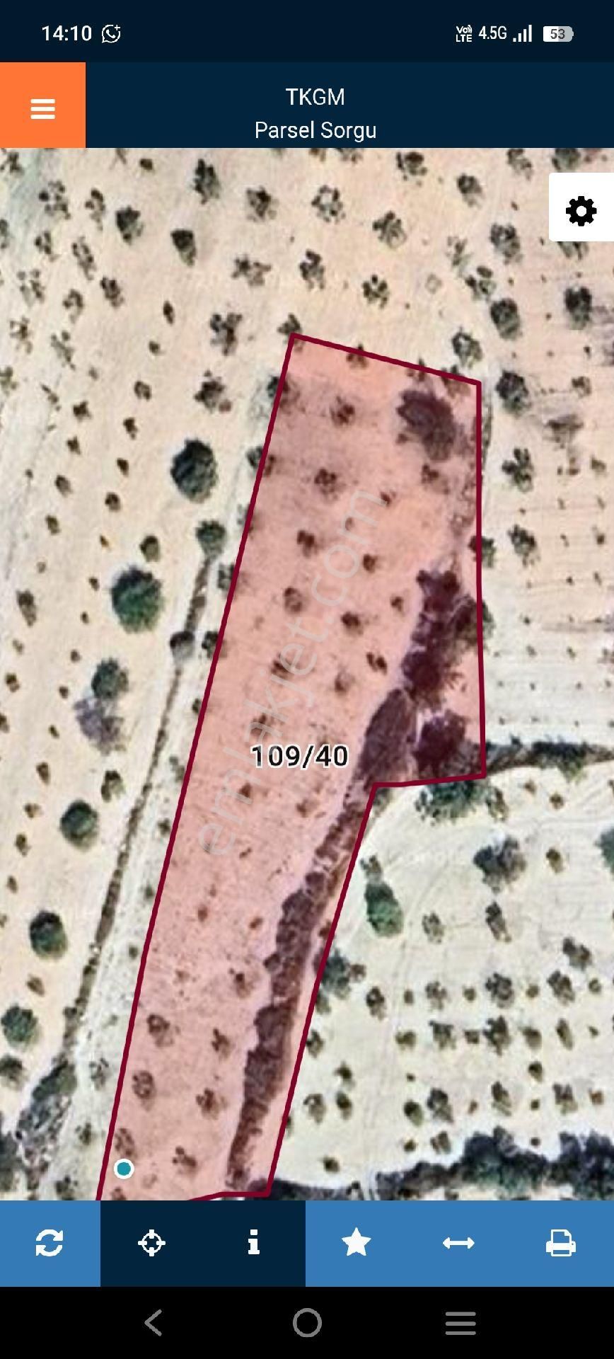 Lohan Cevizlide Satılık Zeytin - Görsel 10