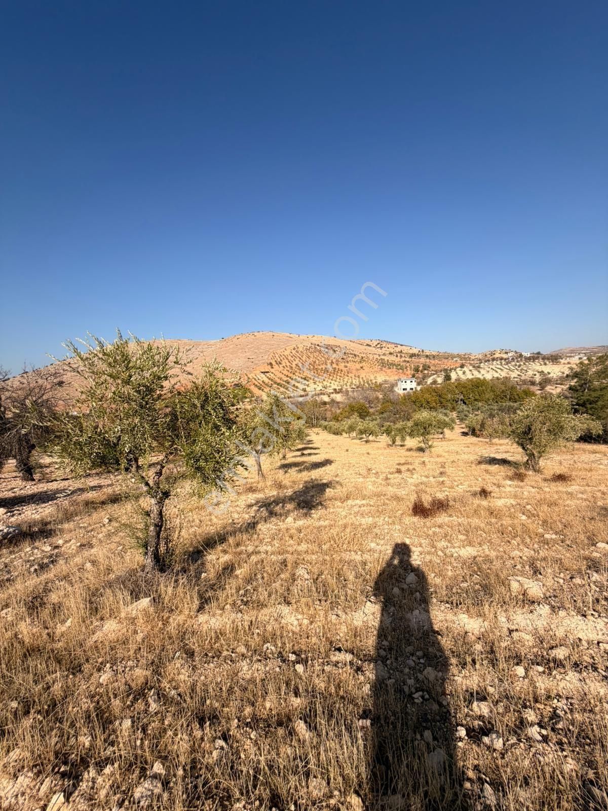 Lohan Cevizlide Satılık Zeytin - Görsel 7