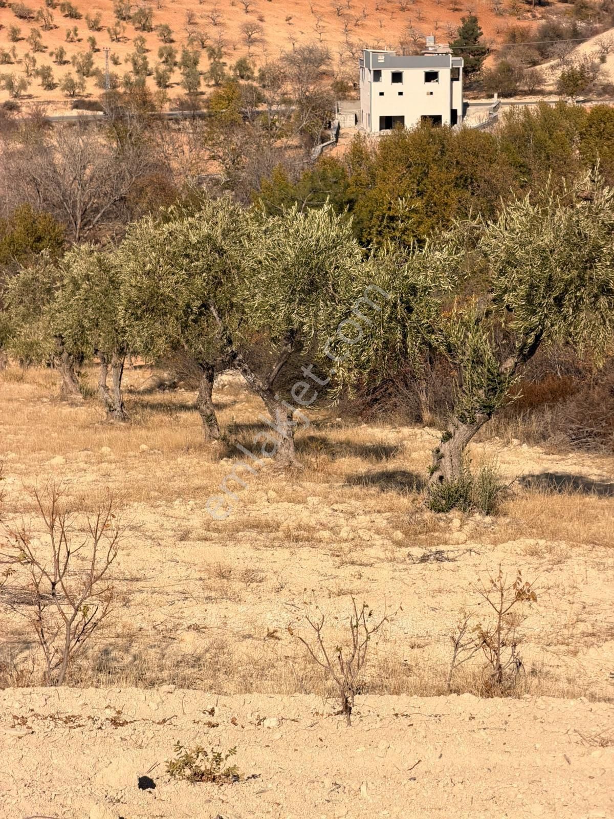 Lohan Cevizlide Satılık Zeytin - Görsel 4