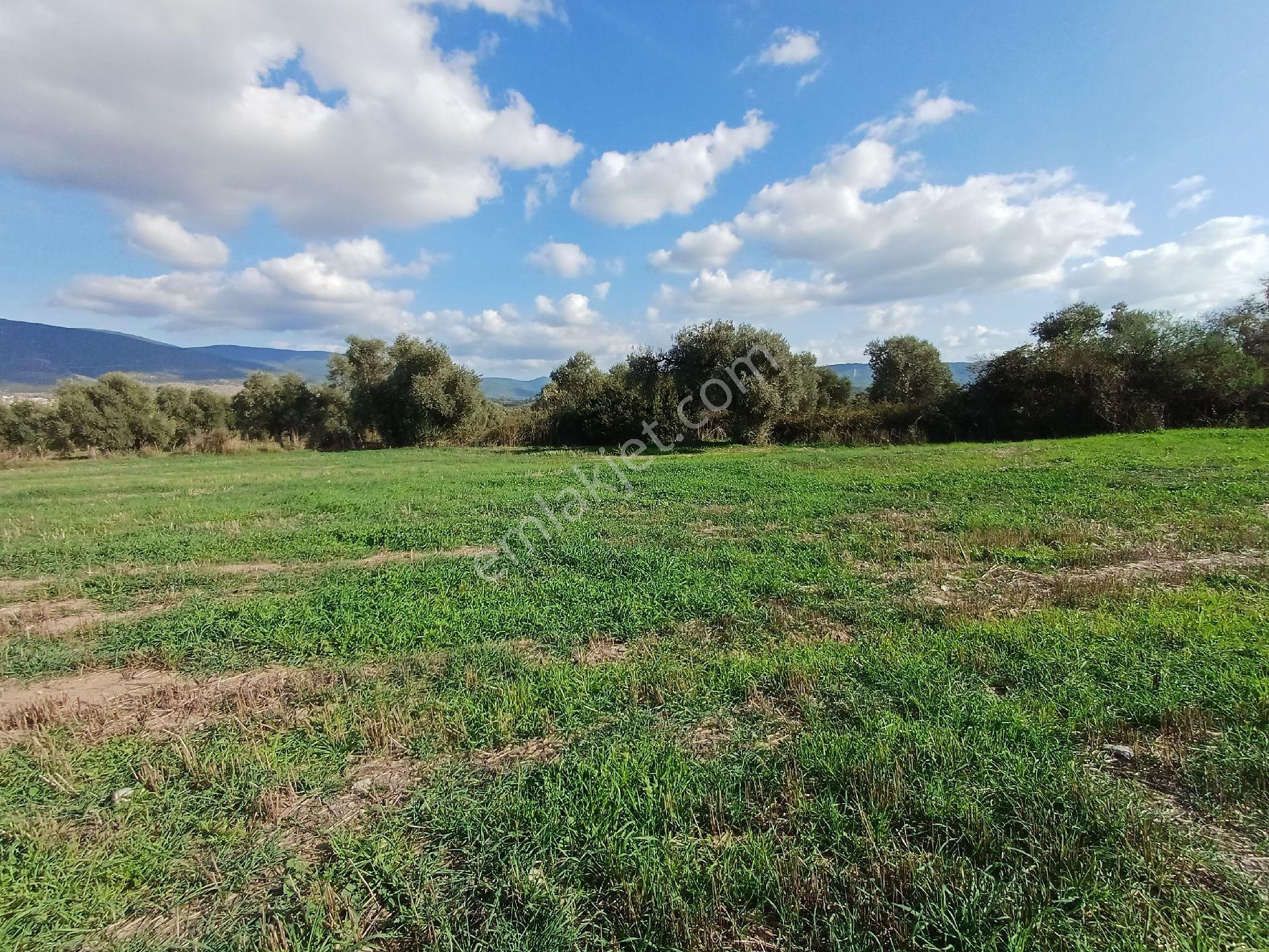 Kazikli'da Mustakil Tapulu 4600 M2 Satilik Tarla - Görsel 10