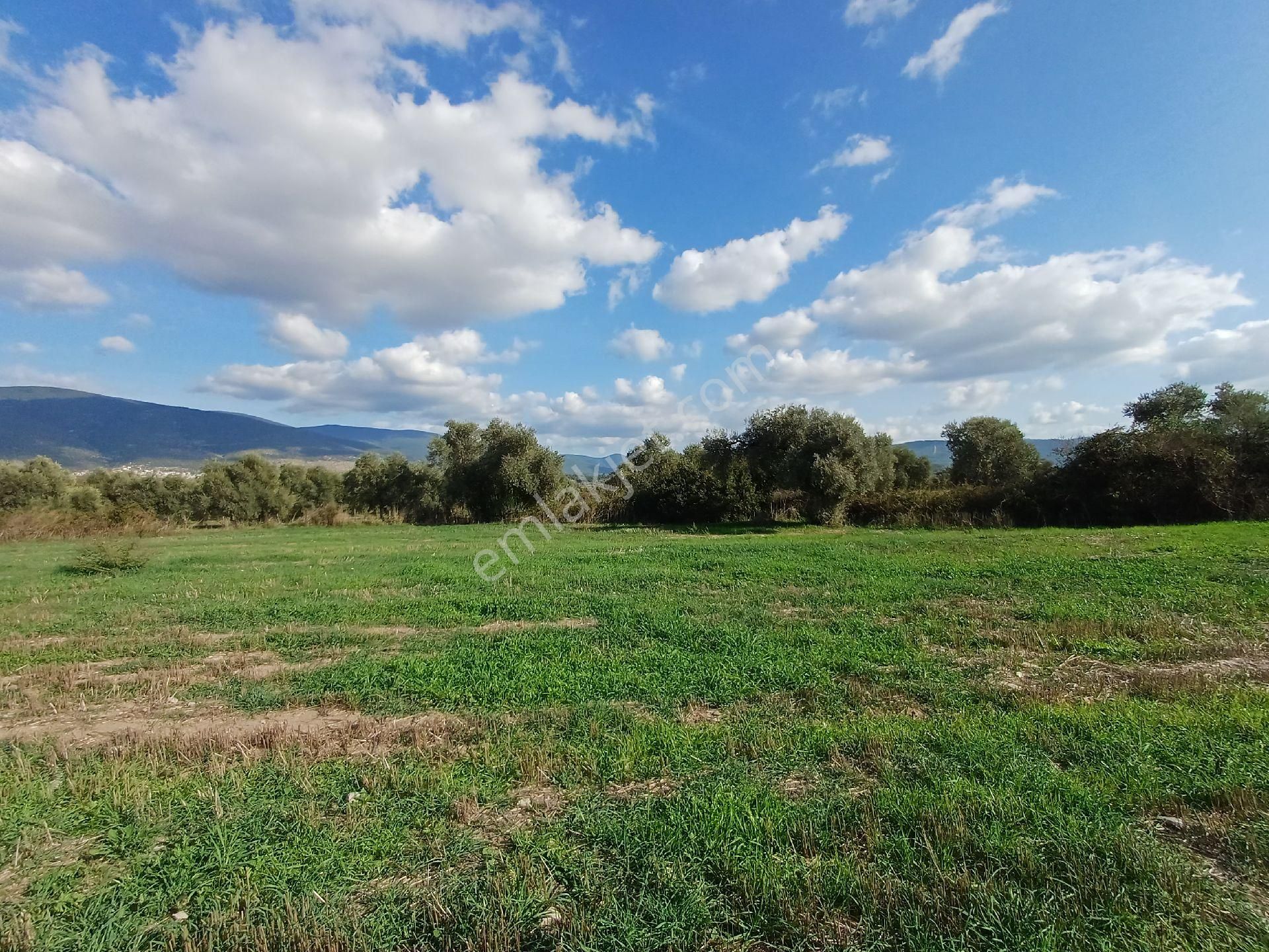 Kazikli'da Mustakil Tapulu 4600 M2 Satilik Tarla - Görsel 8