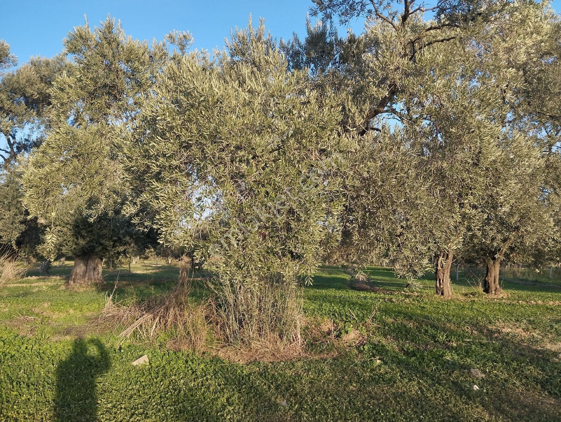 Hıdırbeylide İncir Ve Zeytin Bahçesi - Görsel 29