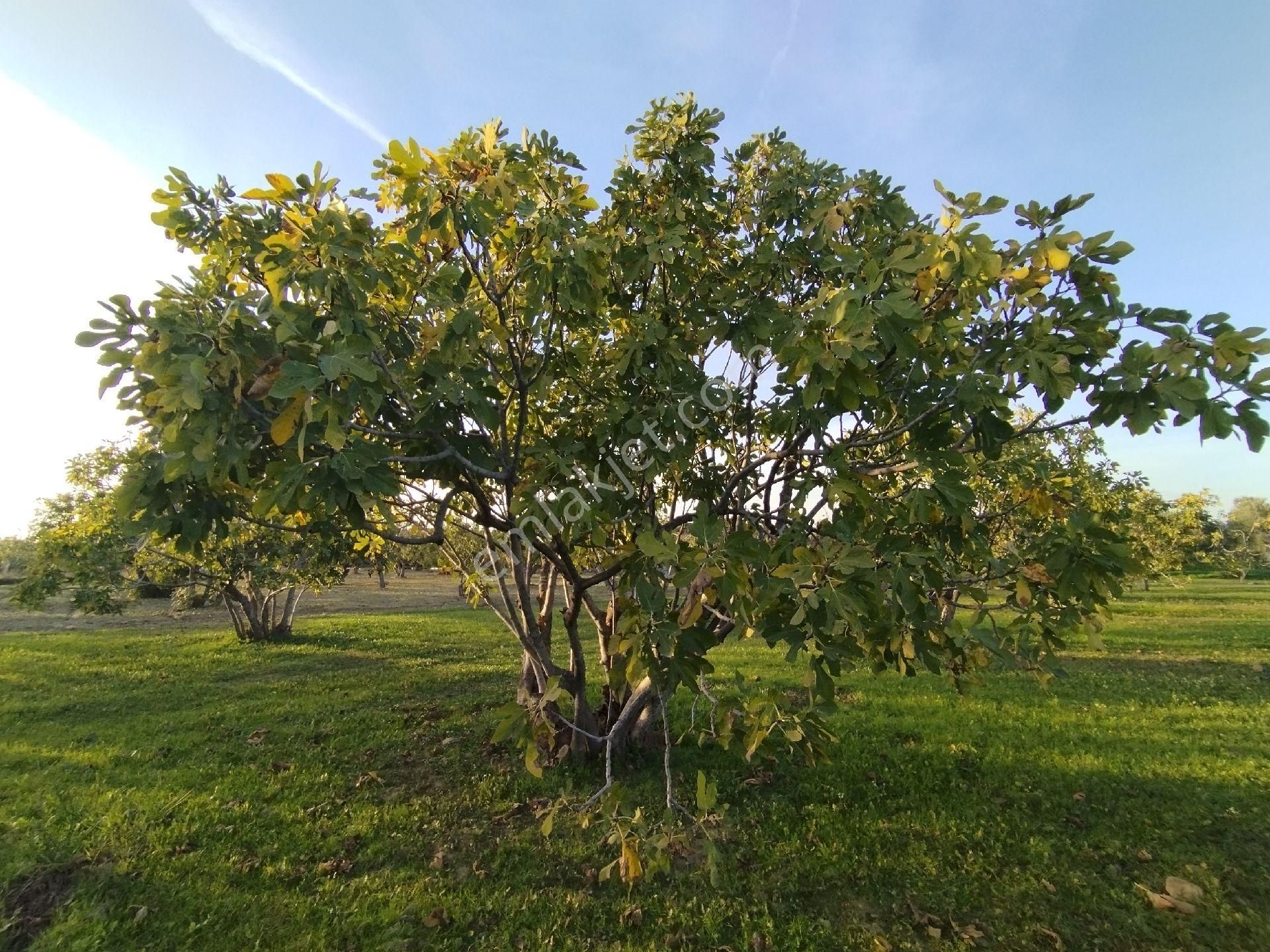 Hıdırbeylide İncir Ve Zeytin Bahçesi - Görsel 19