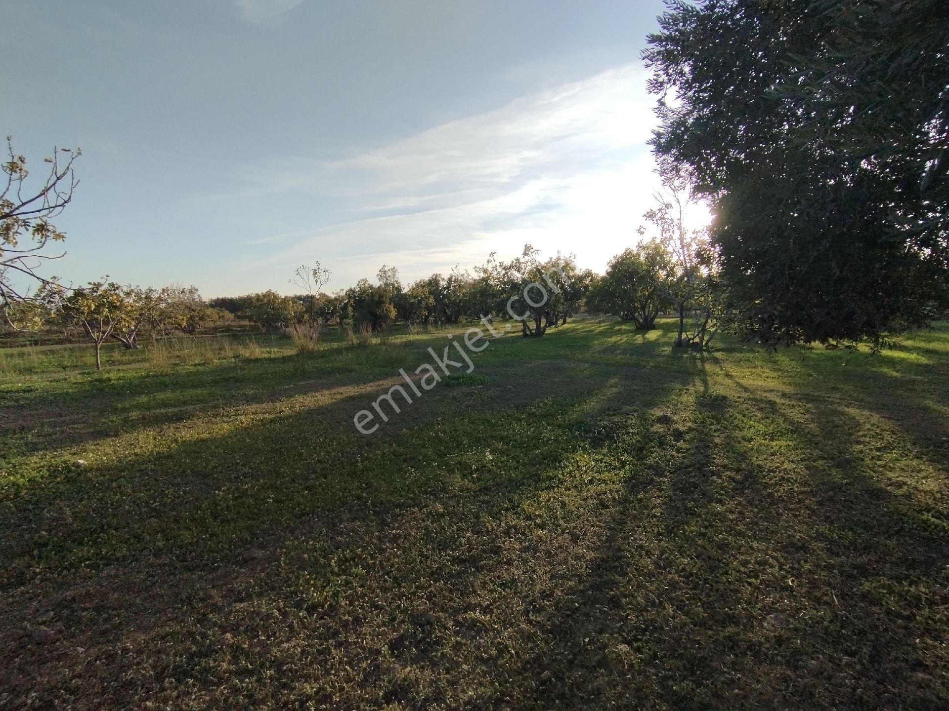 Hıdırbeylide İncir Ve Zeytin Bahçesi - Görsel 25