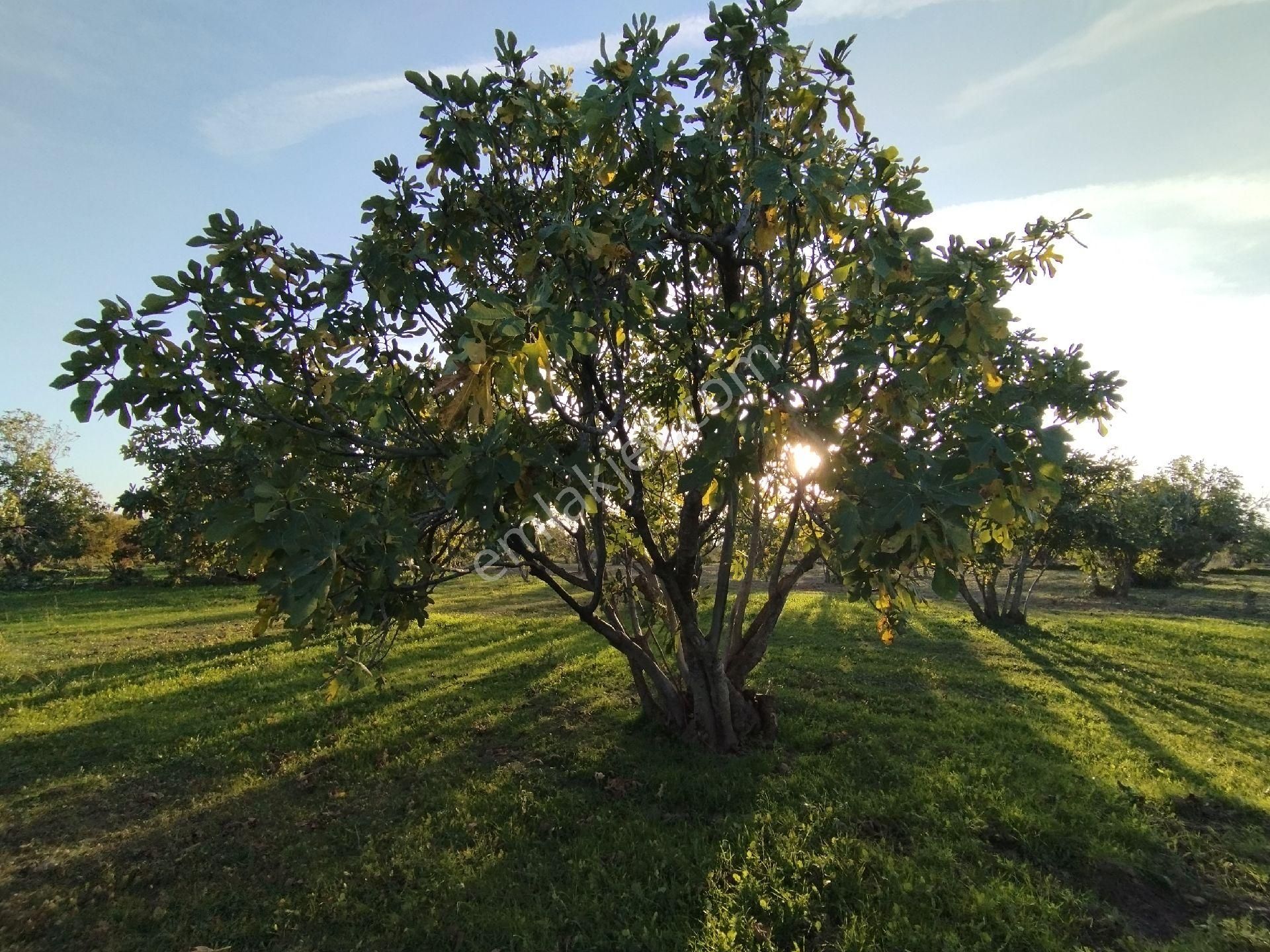 Hıdırbeylide İncir Ve Zeytin Bahçesi - Görsel 21