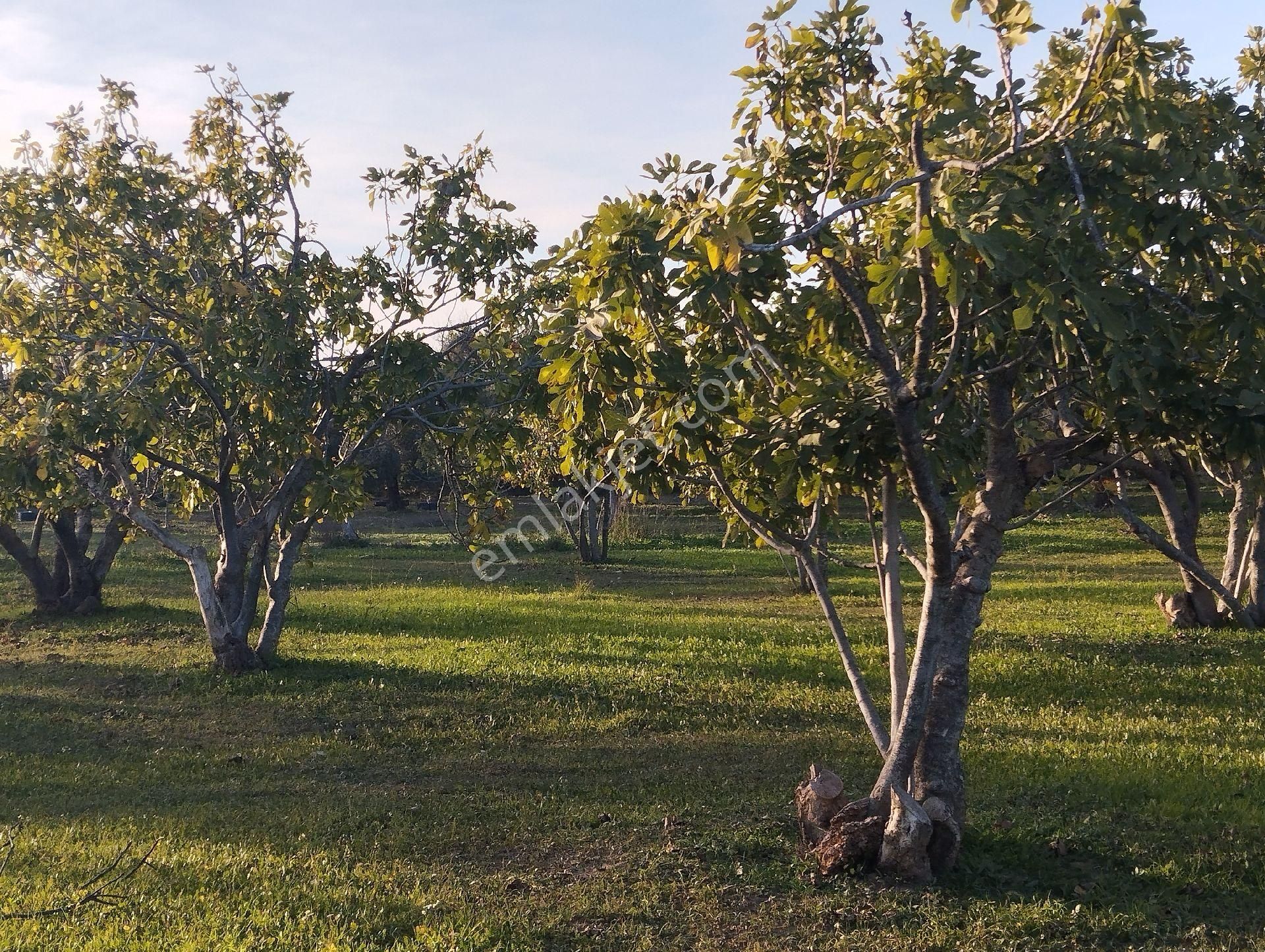 Hıdırbeylide İncir Ve Zeytin Bahçesi - Görsel 28