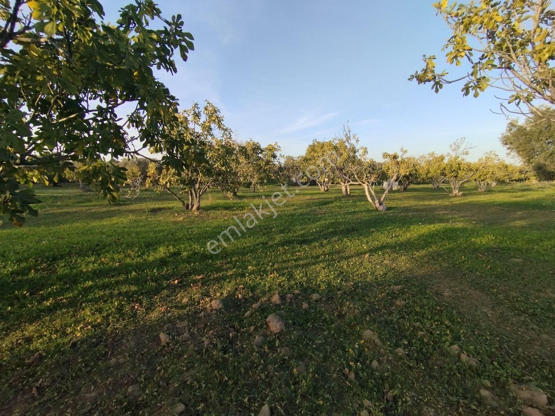 Hıdırbeylide İncir Ve Zeytin Bahçesi - Görsel 17