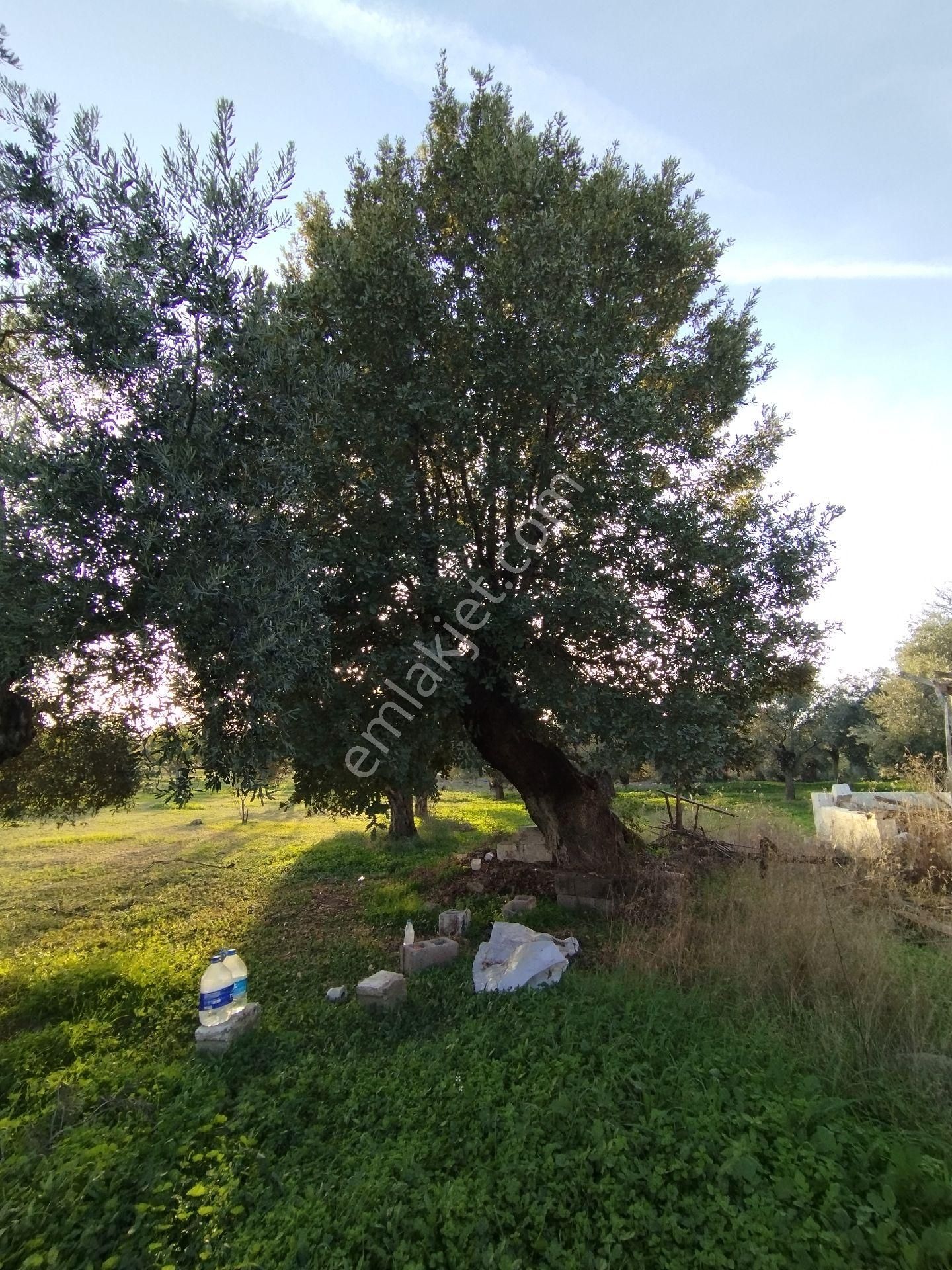 Hıdırbeylide İncir Ve Zeytin Bahçesi - Görsel 6