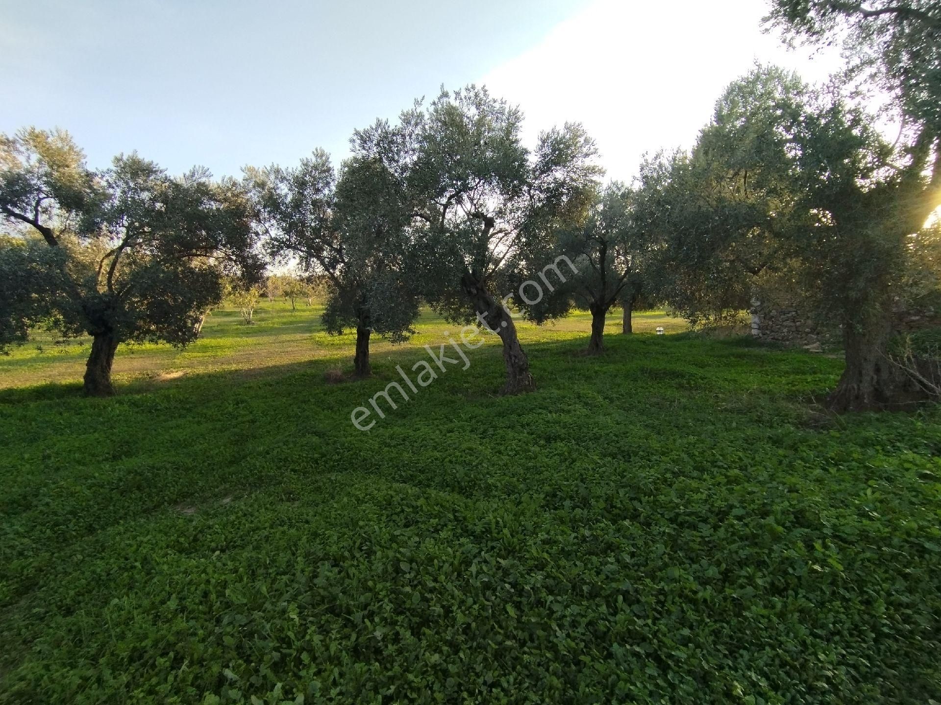 Hıdırbeylide İncir Ve Zeytin Bahçesi - Görsel 3