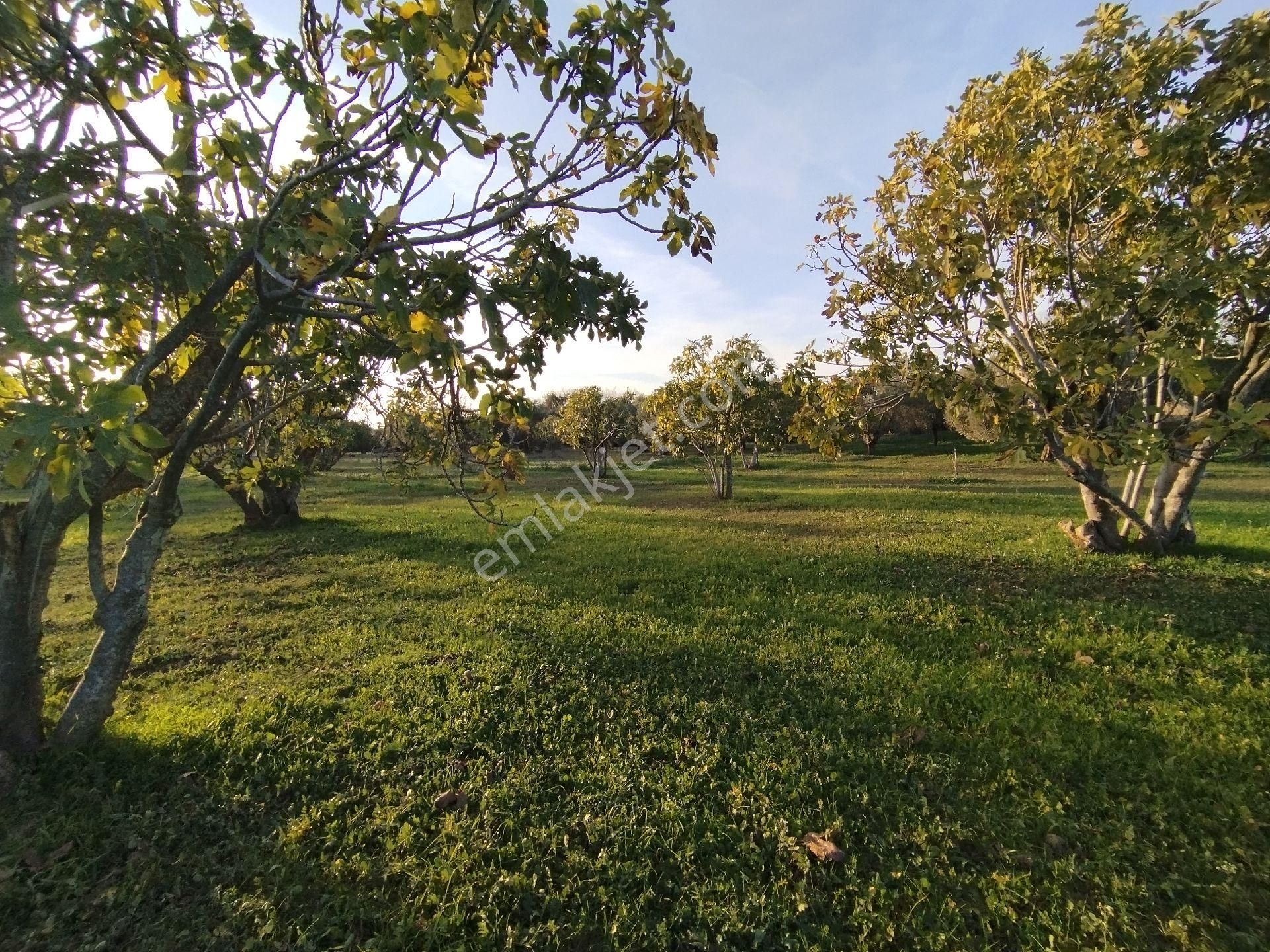 Hıdırbeylide İncir Ve Zeytin Bahçesi - Görsel 12