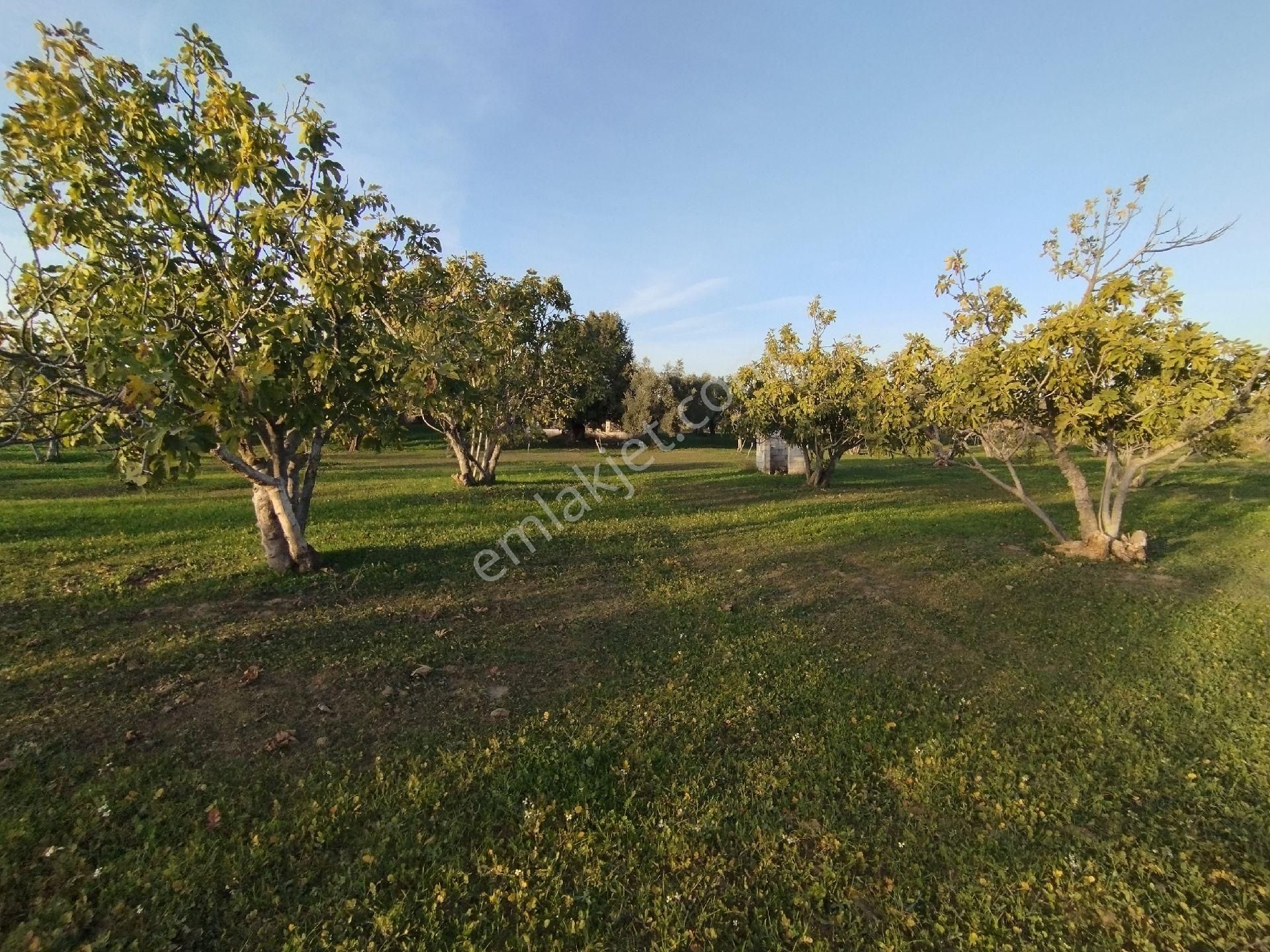 Hıdırbeylide İncir Ve Zeytin Bahçesi - Görsel 15