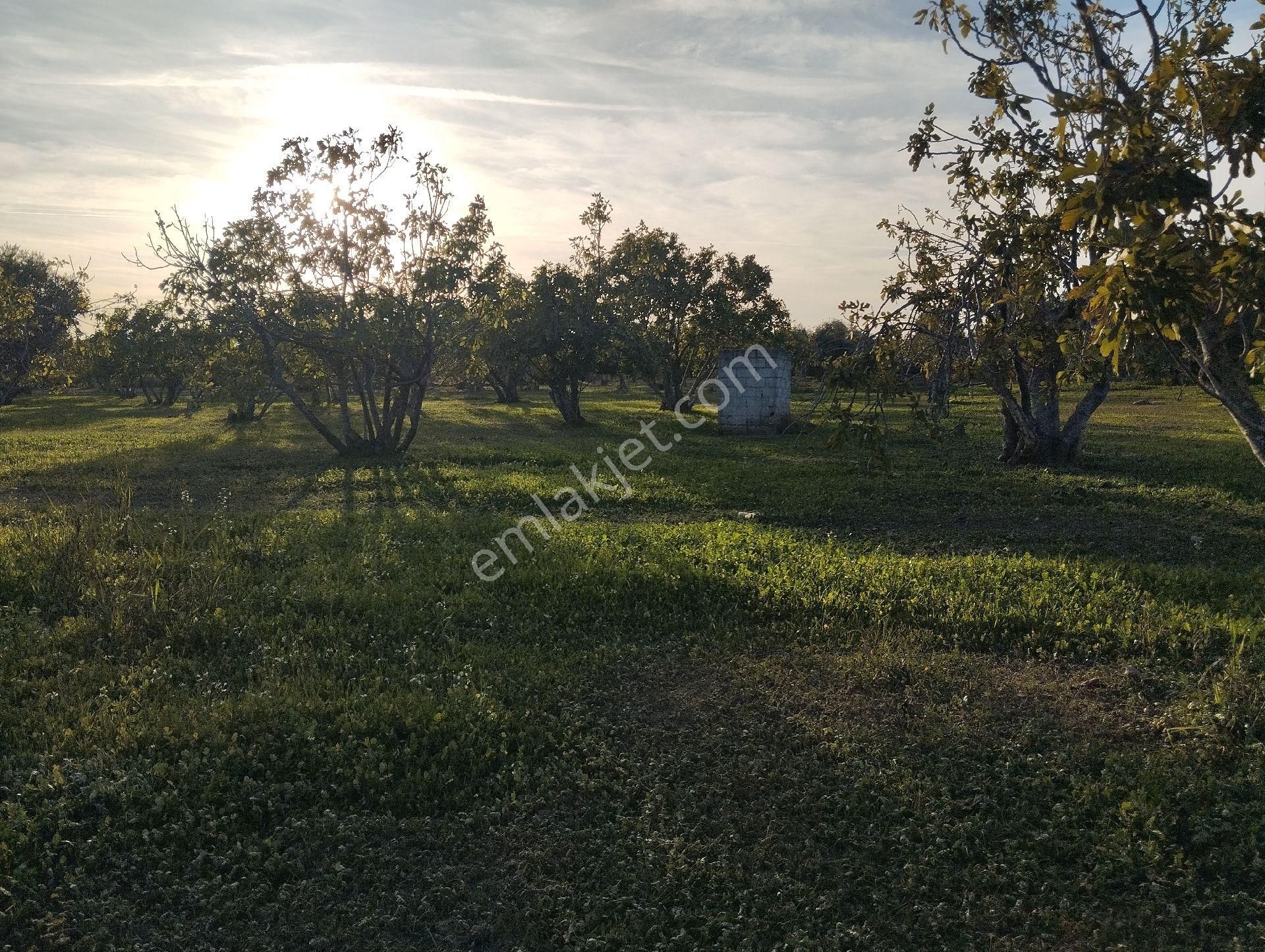 Hıdırbeylide İncir Ve Zeytin Bahçesi - Görsel 31