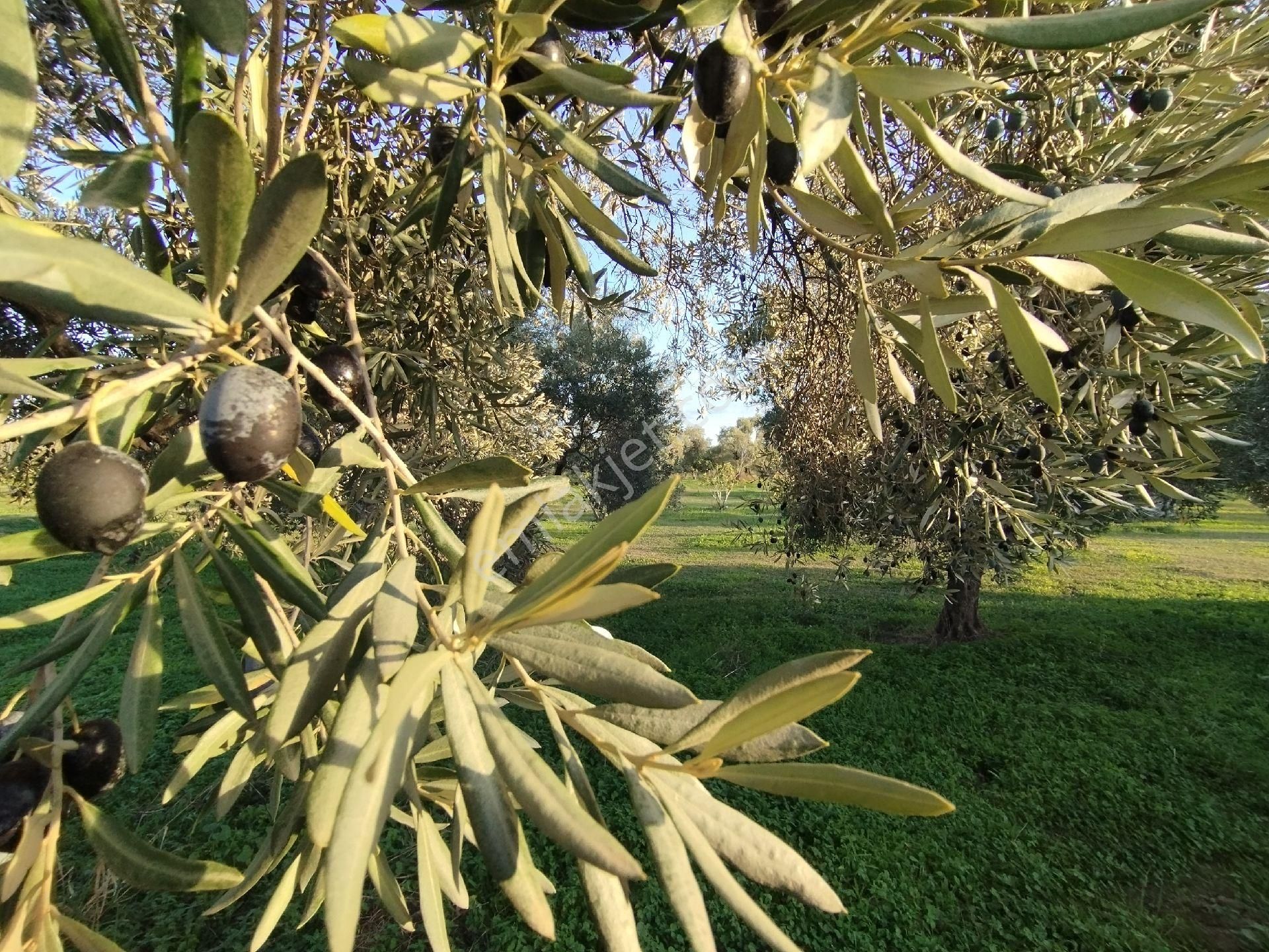 Hıdırbeylide İncir Ve Zeytin Bahçesi - Görsel 4