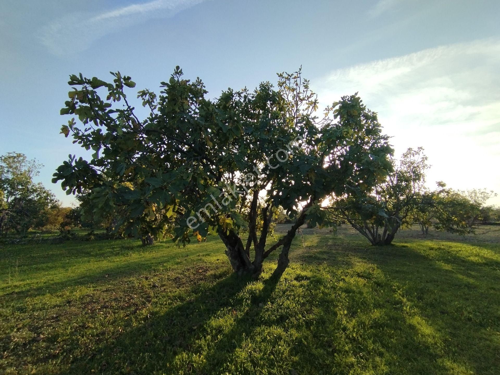 Hıdırbeylide İncir Ve Zeytin Bahçesi - Görsel 18