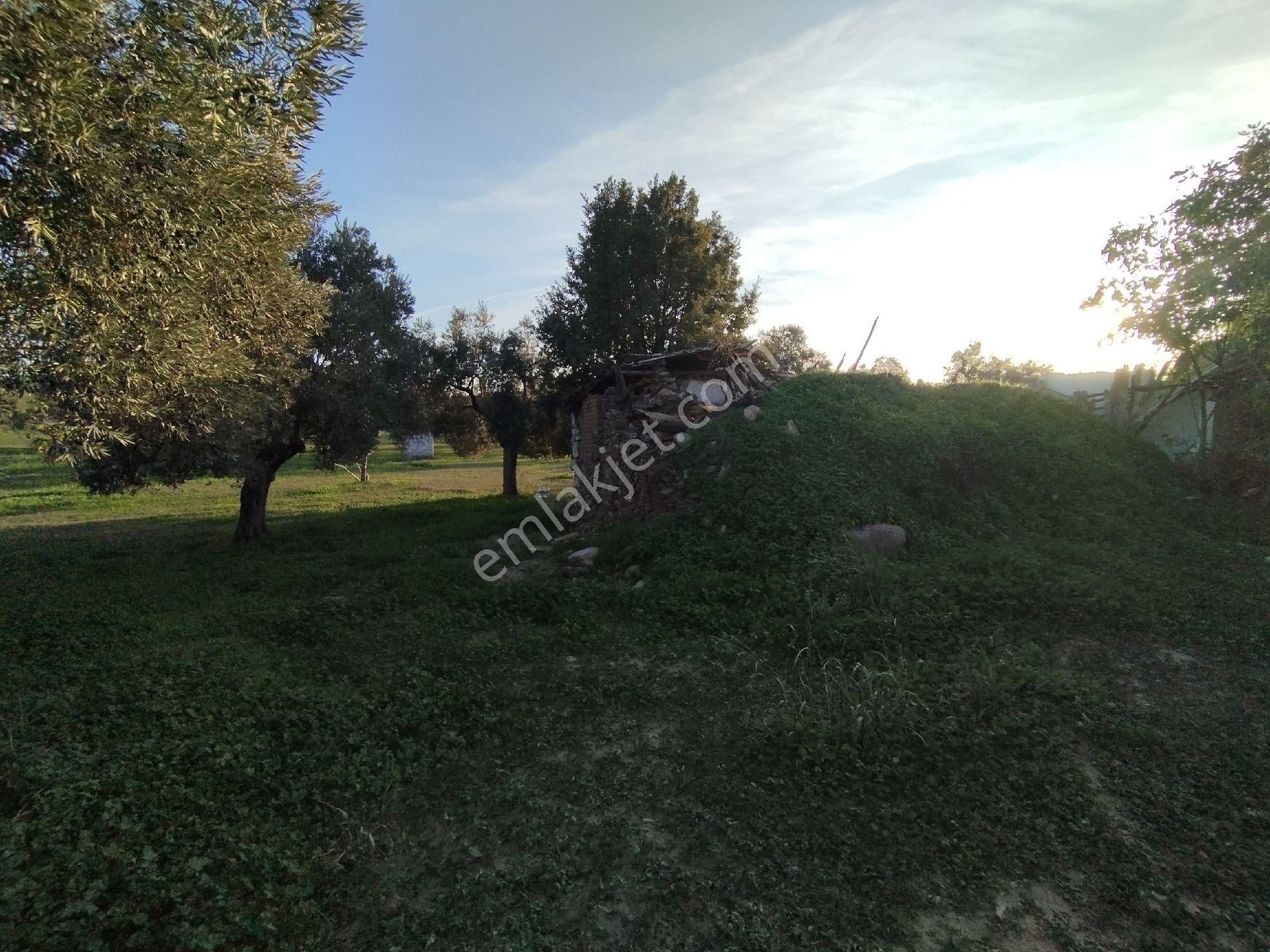 Hıdırbeylide İncir Ve Zeytin Bahçesi - Görsel 7